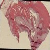 50 colon GA17.jp2.tif thumbnail