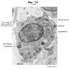 Michigan EM 020 - Mast cell_001.svs.tif thumbnail