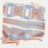 VertebralColumn.svs.tif thumbnail