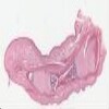 developing finger.tif thumbnail