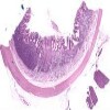 Duodenum_IOWA.svs.tif thumbnail
