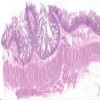 Ileum LS_IOWA.svs.tif thumbnail