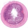 Ileum2_IOWA.svs.tif thumbnail