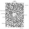 Michigan EM 219 - Liver_001.svs.tif thumbnail