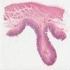 Pyloric_stomach.svs.tif thumbnail
