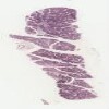 Slide 68.svs.tif thumbnail
