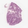 Submaxillary_gland_human.svs.tif thumbnail