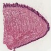 Tongue (1).svs.tif thumbnail