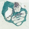 18_Cochlea.svs.tif thumbnail