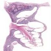 Ear Cochlear and Ampulla_IOWA.svs.tif thumbnail