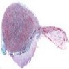 Pituitary Gland_IOWA.svs.tif thumbnail