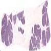 Breast Pregnant2_IOWA.svs.tif thumbnail