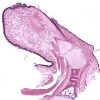 Finger w Skin Nail Joints_IOWA.svs.tif thumbnail