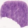 Spleen_IOWA.svs.tif thumbnail