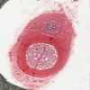 Penis-adult 20x.svs.tif thumbnail