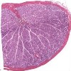 Testis and Rete_IOWA.svs.tif thumbnail