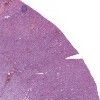KidneyA Cortex_IOWA.svs.tif thumbnail